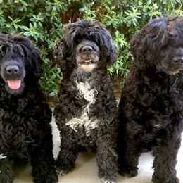 Portuguese Water Dog All Grown Up from True North