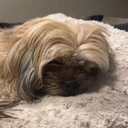 Luna - Shorkie