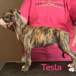 Tesla - Red brindle female Whippet puppy in Brooksville, Florida from Phasion Whippets Kimberly & Paul Norton Sr.