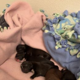 Shih Tzu Puppies from Shih Tzu Dreams Come True