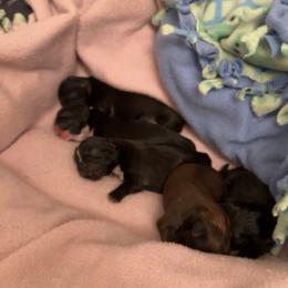 Shih Tzu Puppies from Shih Tzu Dreams Come True