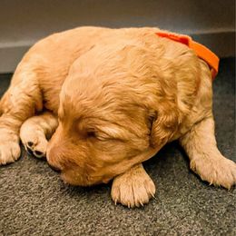 Luv - Medium - Apricot female Goldendoodle puppy in Lancaster, California from Kid's Best Doodle