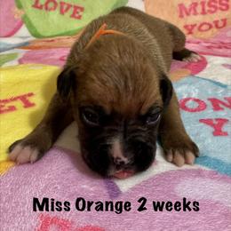Miss Orange - Fawn female Boxer puppy in Palm Coast, Florida from Starlight Boxer Corner