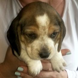 Princess - Black tan and white female Beagle puppy in Peculiar, Missouri from At home