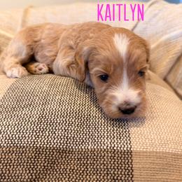 Kaitlyn - Red  female Goldendoodle puppy in Glendale, Arizona from Follow Your Bliss Doodles