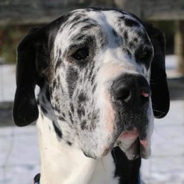 Kodi - Great Dane