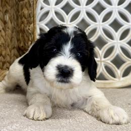 Girl 1 - Black and white female Bernedoodle puppy in Russiaville, Indiana from Pleasant Creek Minibernedoodles