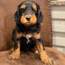 John - Tri-color male Australian Labradoodle puppy in Decatur, Alabama from Southern Meadows Doodles