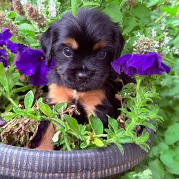 Lincoln - Black and tan male Cavapoo puppy in Battle Lake, Minnesota from Panda Puppies