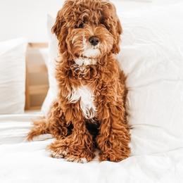 Goldendoodle Puppies from KZ Doodles