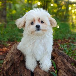 Companion Cross, Havanese, Mal-Shi, Maltese, Maltipoo, Morkie, and Shih Tzu Puppies from Seeking Shalom Acres Maltese, Maltipoos & Havamalts
