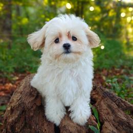 Companion Cross, Havanese, Mal-Shi, Maltese, Maltipoo, Morkie, and Shih Tzu Puppies from Seeking Shalom Acres Maltese, Maltipoos & Havamalts