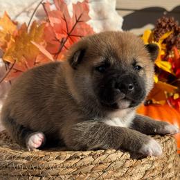 Blue - Red male Shiba Inu puppy in Elizabeth, New Jersey from Shiba Inu Loving Care
