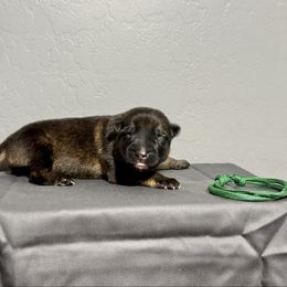 Green - Sable male German Shepherd puppy in Buckeue, Arizona from Légende Vivante Du Chief Kennel