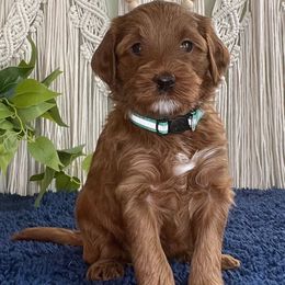 Kiwi - Red  female Goldendoodle puppy in Jonesboro, Arkansas from Honeysuckle Creek Goldendoodles