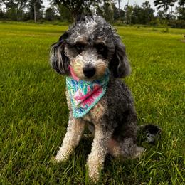 Raina - Bernedoodle