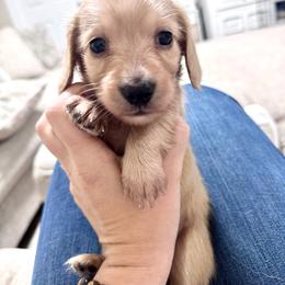 Beau - Cream male Dachshund puppy in Cypress, Texas from Cypress Dachshunds