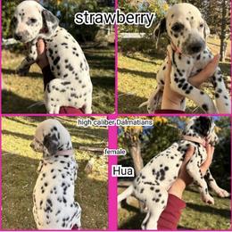 Girl 2 - female Dalmatian puppy in Mesquite, Texas from Dallas Dalmatians