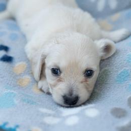 Mayo - Cream female Dachshund puppy in Perry, Florida from EntityDachs