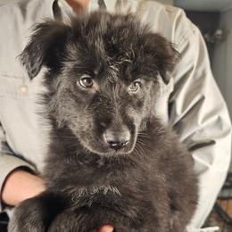Haven (Pink) - Black female German Shepherd puppy in Columbus, Indiana from Stony Lonesome GSD