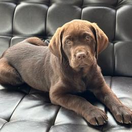 Labrador Retriever Puppies from Labrador emPAWrium