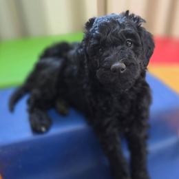 Peacon - Black female Bernedoodle puppy in Mc Gaheysville, Virginia from Doting Doodles