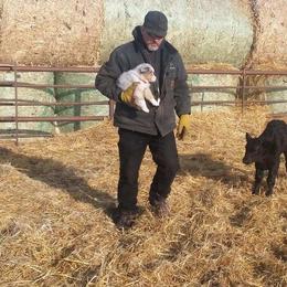 Aussiedoodle Puppies from Finney Ranch