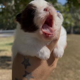 Pomeranian Puppies from Cascade Pomeranians