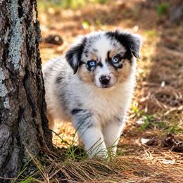 Mufasa - Blue merle male Miniature American Shepherd puppy in Leitchfield, Kentucky from Legendmaker MAS