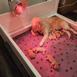 Golden Retriever Puppies from Golden Ratio Retrievers