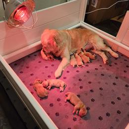 Golden Retriever Puppies from Golden Ratio Retrievers
