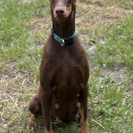 Lucy - Doberman Pinscher