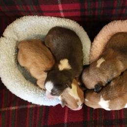 Pembroke Welsh Corgi Puppies from Whimsical Treasure Corgis