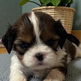 Teigan - Black gold and white female Cavatzu puppy in Oklahoma from Rocky Oak Cavaliers & Biewer Terriers LLC