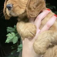 Chesapeake Bay Retrievers and English Cocker Spaniels from Schillings Gun Dogs