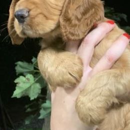 Chesapeake Bay Retrievers and English Cocker Spaniels from Schillings Gun Dogs