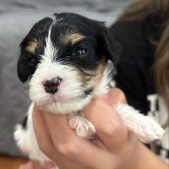 Poppy - Tri-color female Cavachon puppy in Awendaw, South Carolina from LierChonPoo