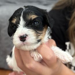 Poppy - Tri-color female Cavachon puppy in Awendaw, South Carolina from LierChonPoo