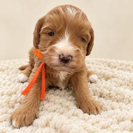 Orange boy - Apricot male Cavapoo puppy in Waskom, Texas from Pearls & Curls doodles & poodles