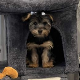 Yorkshire Terriers from McLaughlin’s Minis