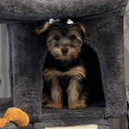 Yorkshire Terriers from McLaughlin’s Minis