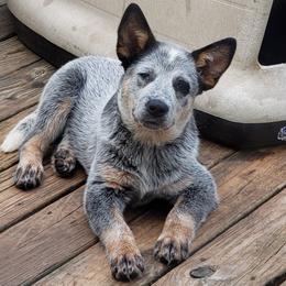 Australian Cattle Dog Puppies from Blue Coyote Ranch