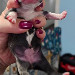 Honey - Blue female Boston Terrier puppy in Columbus, Ohio from Bryn's AKC Bostons