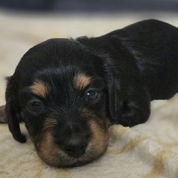 Ember - Black and tan female Dachshund puppy in De Land, Florida from Double Aces Doxies