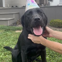 Chubbs - Labrador Retriever