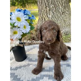Boy 5 - Chocolate Goldendoodle puppy in Indian River, Michigan from Sturgeon River Doodles