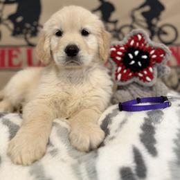 Golden Retriever Puppies from Glimmer Goldens