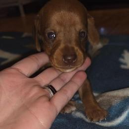 Josh - Red male Dachshund puppy in Farmington, Missouri from Southeast mo Miniature dachshunds