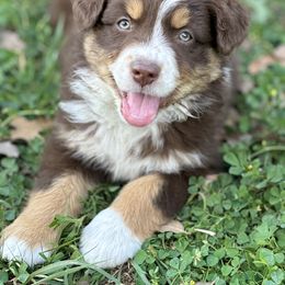 Australian Shepherd Puppies from Wigglin K Aussies