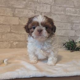 Rip - Liver and white male Shih Tzu puppy in West Pawlet, Vermont from Morgan's Shih Tzus